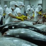 Xuất khẩu cá ngừ có thể đạt 757 triệu USD năm 2021