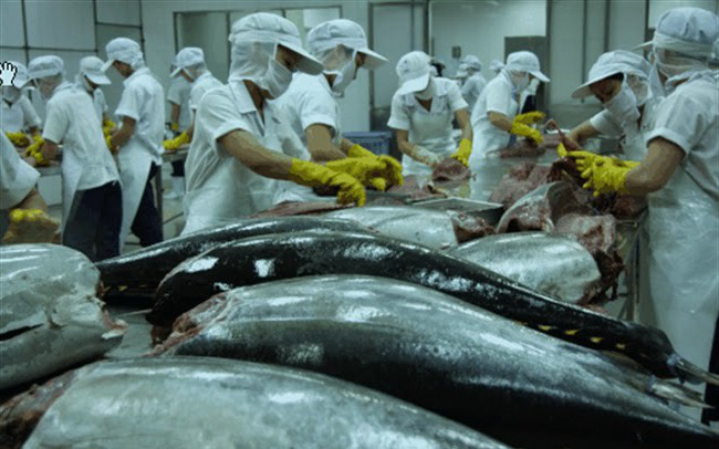 Xuất khẩu cá ngừ có thể đạt 757 triệu USD năm 2021