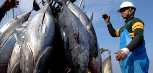 Xuất khẩu cá ngừ sang Mỹ năm 2021 đạt khoảng 330 triệu USD