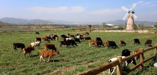Cụm Trang trại bò sữa Vinamilk Đà Lạt được vinh danh tại giải thưởng môi trường Việt Nam