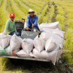 Giá lúa gạo nội địa liên tục tăng, có ngày tăng 200-300 đồng/kg