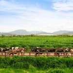 Chiếc nắp chai góp phần giúp Vinamilk tăng trưởng doanh số gần 80% tại New Zealand